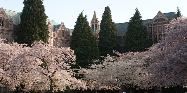A springtime scene at the University of Washington in Seattle. 