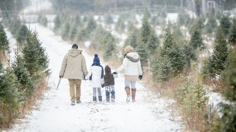 family goes to Christmas tree farm
