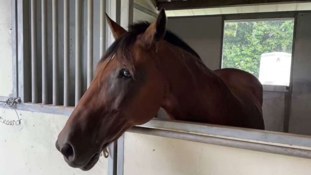 PHOTO: A 19-year-old police horse named Elton is recovering after he was hit by an alleged drunk driver while on patrol -- the second such incident in the 16-year veteran’s career on the Wilmington Police force.