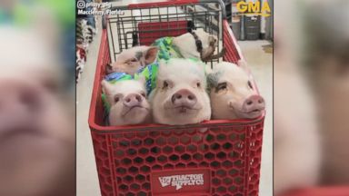 WATCH: 4 pigs, 1 pug go on shopping trip