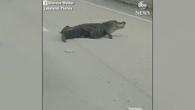 WATCH: Police officer captures alligator with bare hands