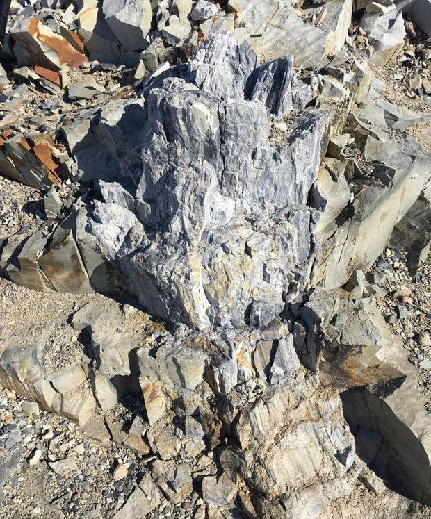 Ancient fossil forest discovered in unlikely place
