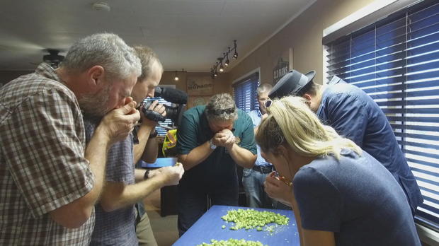 Beer brewers’ annual pilgrimage to find the best hops