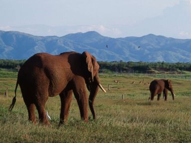 Does hunting elephants help conserve the species?