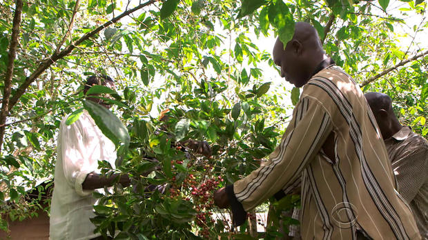 Endangered coffee crops in Uganda threaten families’ livelihood