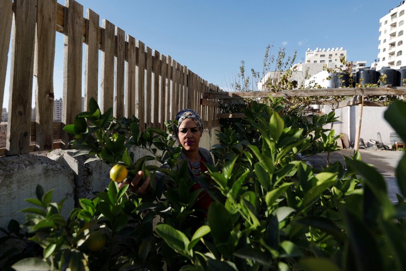 Haya Khader, a Palestinian teacher from East Jerusalem, picks lemons in Kfar Aqab on the outskirts of Jerusalem, near the West Bank City of Ramallah