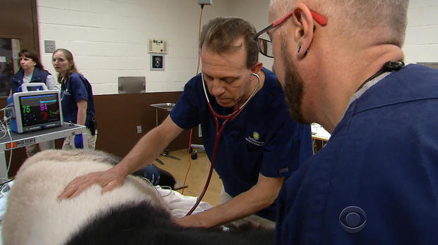 Giant panda treated like national treasure when it comes to health care