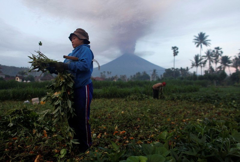 Farmers tend their crops as Mount Agung erupts in the background in Amed, Karangasem Regency, Bali