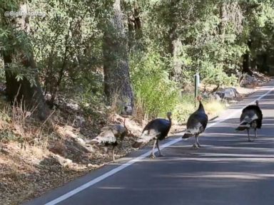 WATCH: Wild turkeys take over neighborhoods