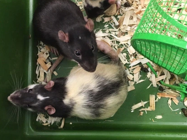 77 abandoned pet rats found in Colorado