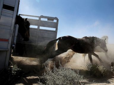 Appeal seeking Idaho horse herd sterilization is dismissed