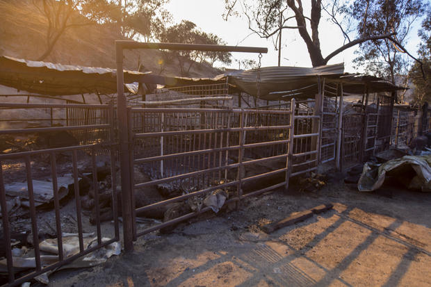 Horses injured, killed in fast-moving Calif. wildfire