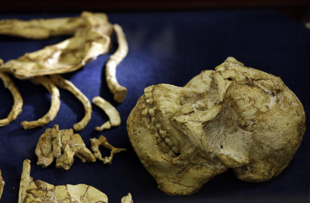 Rare 3.6 million-year-old skeleton of human ancestor unveiled