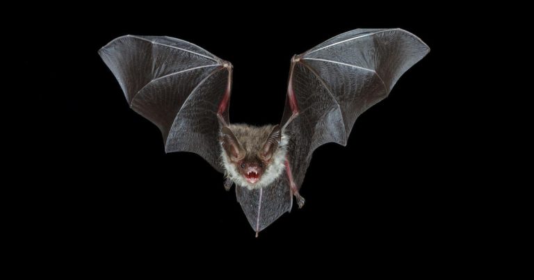 6-year-old boy dies of rabies after being scratched by infected bat