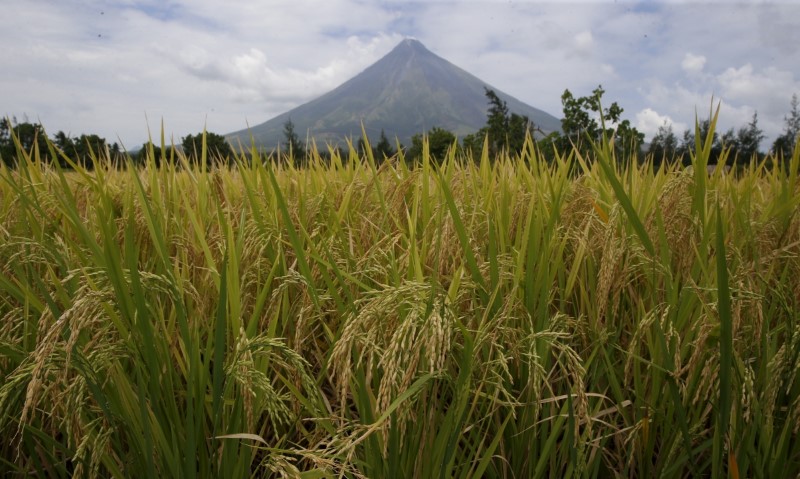 Rice stalks ready for harvesting are pictured at a rice field overlooking Mayon volcano in Daraga, Albay
