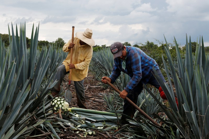 Farmers know as Jimador harvest in a blue agave plantation in Tepatitlan