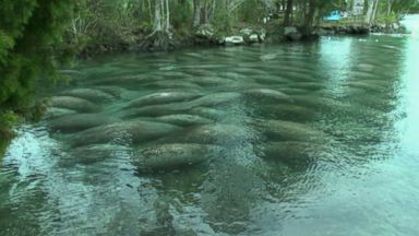 WATCH: Manatees huddle for warmth in frigid Florida waters