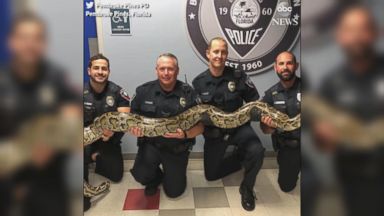 WATCH: Police officer captures 12-foot Burmese python