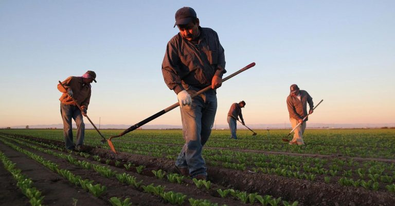 California agriculture sees ‘chilling, damaging effect’ from wave of immigration audits