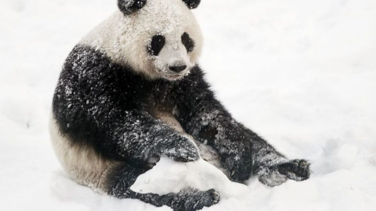 Chinese giant pandas unveiled to public in Finland