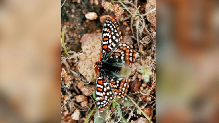 Endangered butterfly could be threatened by Trump’s wall, environmentalists say