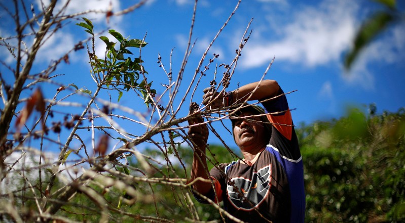 FILE PHOTO: A man picks ripe coffee beans on a plantation in San Isidro de Alajuela