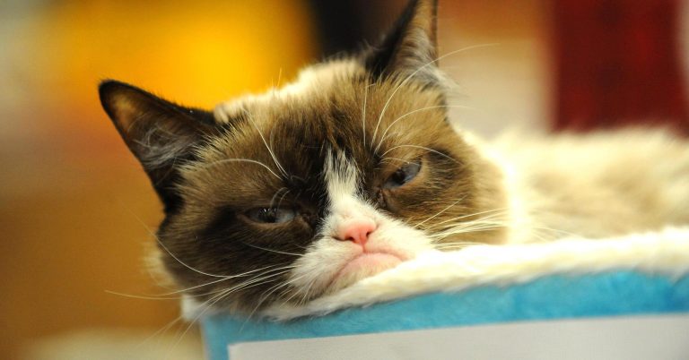 Grumpy Cat won $710,000 for copyright infringement — plus 4 other viral stars still cashing in