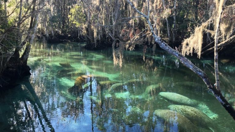 Report: Cold snap killed 35 manatees in Florida in January