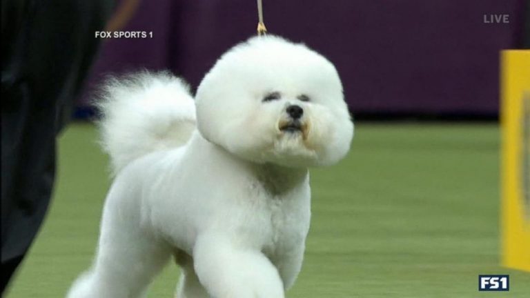 WATCH: Westminster Dog Show fan favorite not competing