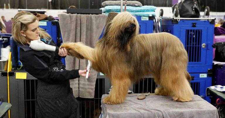 Westminster Kennel Club Dog Show 2018