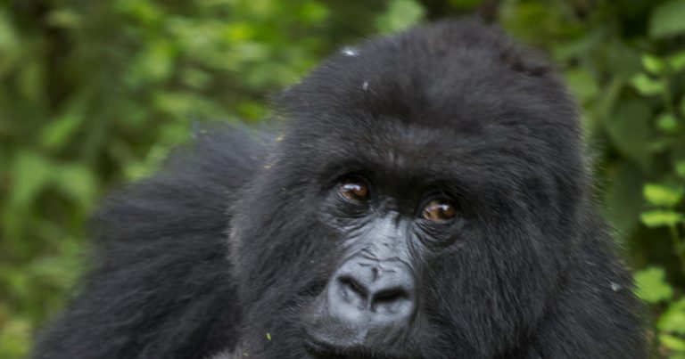 Critically endangered species and beloved animals at risk