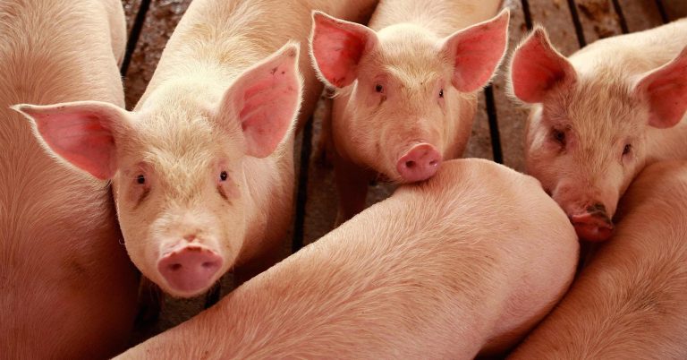 Fear grips US agriculture industry as China proposes hefty duties for pork, wine and fruit