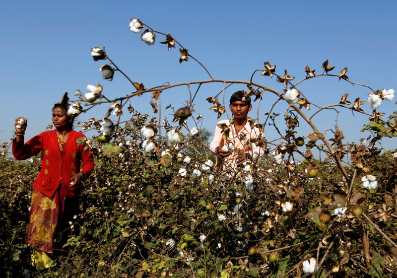 FILE PHOTO: Farmers harvest cotton in a field in Nana Viramgam village, Gujarat, India