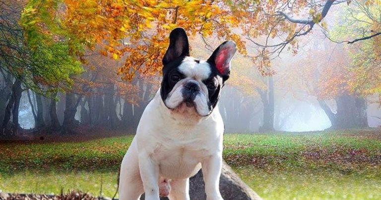 Most popular dog breeds in the U.S.