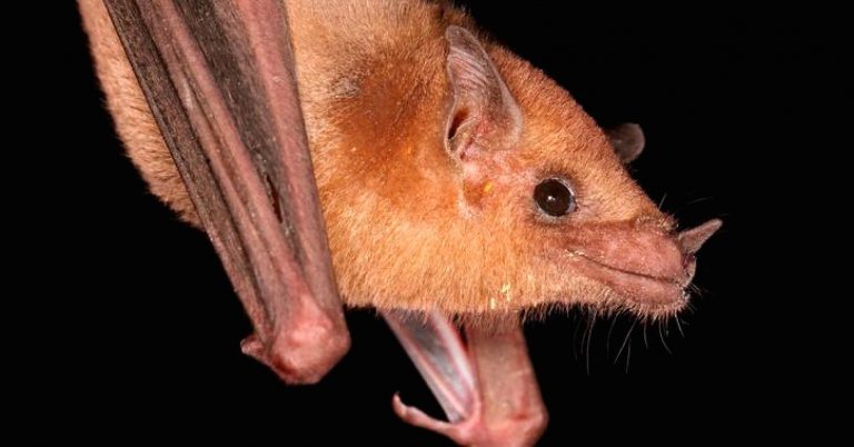 Researchers are studying fish-eating bats to teach robots to talk to each other