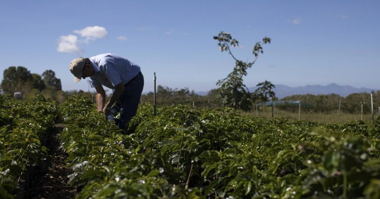 Starbucks is opening its Costa Rican coffee farm to the public. Here’s what visitors will see