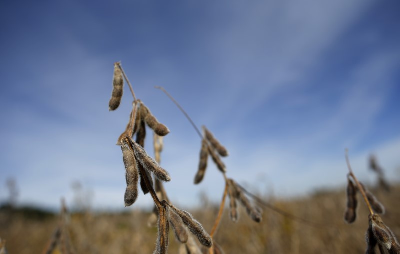 Soy beans are seen in a field waiting to be harvested in Minooka