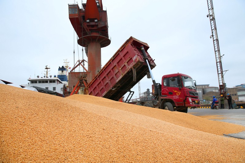 Workers transport imported soybeans at a port in Nantong