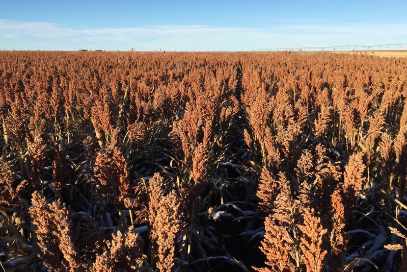 A field of sorghum (milo) grain at a farm outside of Texhoma Oklahoma