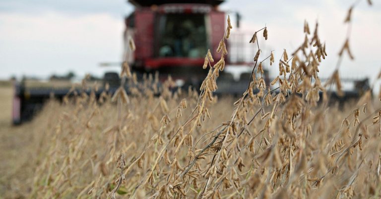 Fear of ‘disastrous situation’ in farm economy as China targets huge US soybean business