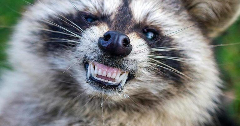 “Zombie-like” raccoons terrorize Ohio town