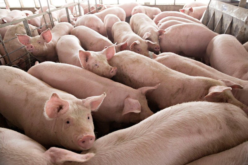 FILE PHOTO: Pigs nearing market weight stand in a pen at Duncan Farms in Polo