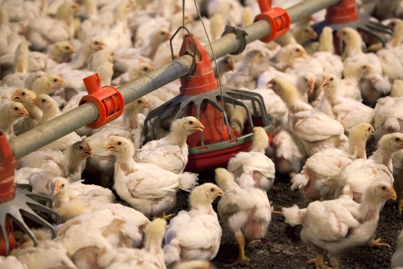 FILE PHOTO: Chickens feed from a row of feed bins at C&A Farms in Fairmont, North Carolina