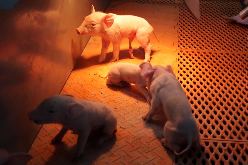 Newborn piglets stay warm inside Guangxi Yangxiang's high-rise pig farm at Yaji Mountain Forest Park in Guangxi