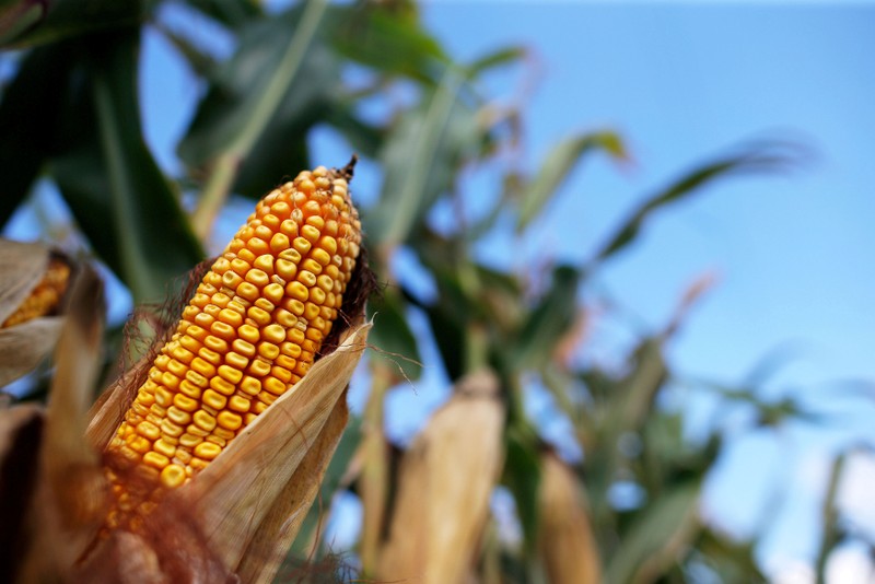 FILE PHOTO: Corn is seen in a field in Morocco