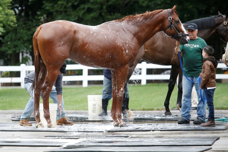 Triple Crown hopeful Justify gets bathed after arriving at his stable at Belmont Park racetrack in Elmont