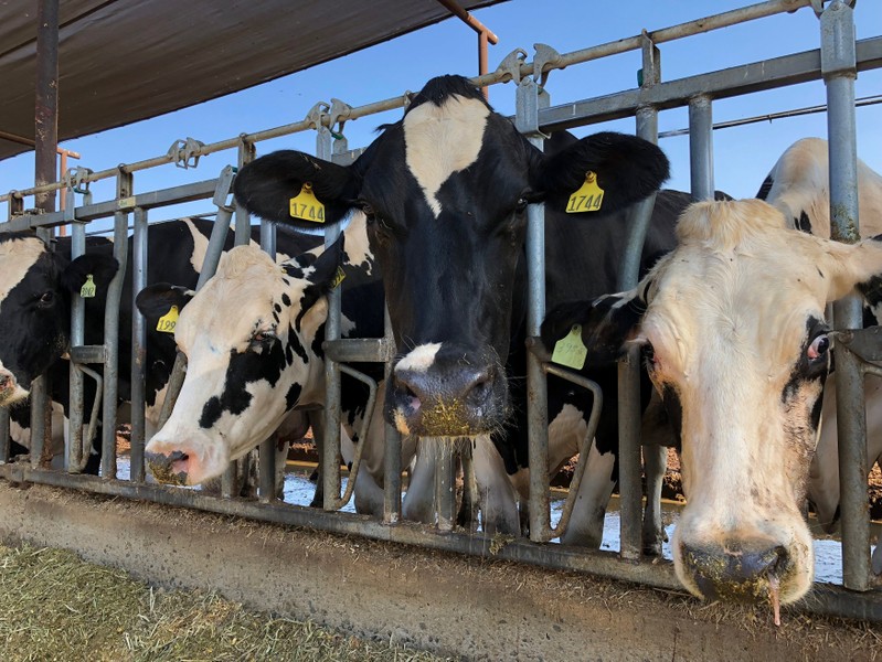 Cows are feeding at Mancebo Holsteins in Tulare