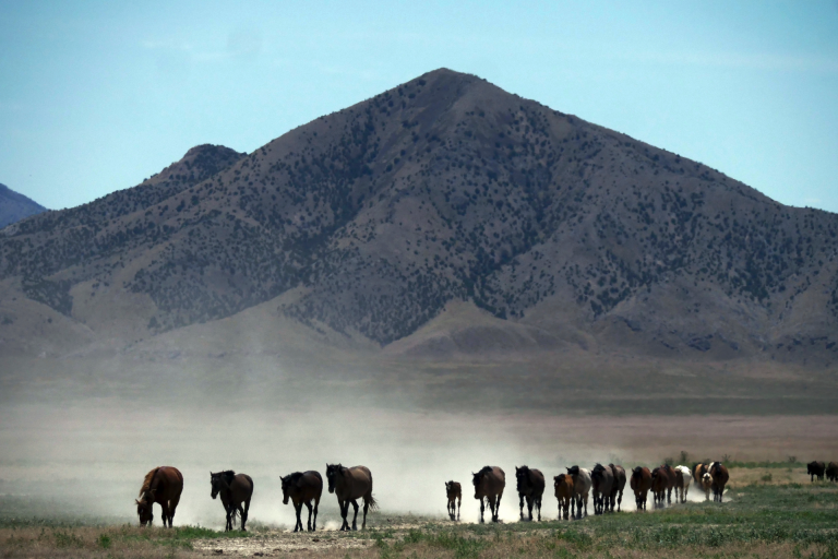 Drought forces emergency measures for US West’s wild horses