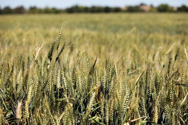 FILE PHOTO: An early crop of wheat is seen in the spring in the Central Valley in Davis