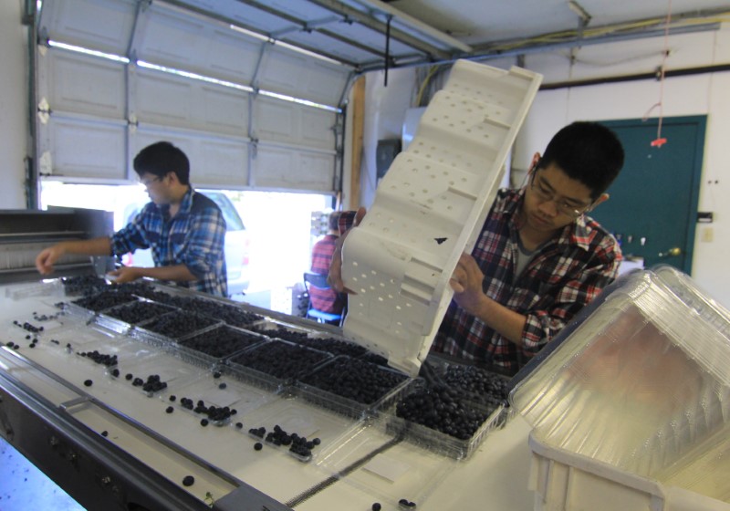 Laborers sort fresh organic blueberries into plastic clamshells for export at Lohas Farms in Richmond